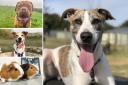 Can you help any of these Essex RSPCA pets find a home?