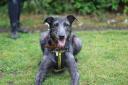 Alfred while at Dogs Trust Glasgow