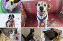 Can you help find a home for any of these Dorset RSPCA pets?