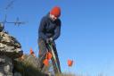 After having been gathered from a cluster high up on the Ingleborough massif, seeds of the spiked speedwell, one of the UK's rarest wildflowers, have been replanted by the Wild Ingleborough team in a bid to save the plant