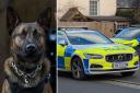 Police dog Echo and IW Police cars