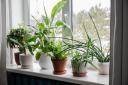 A bathroom staple could help keep your houseplants healthy this year