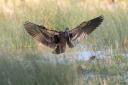 Ian Grey managed to see the glossy ibis in full-stretch as it came to land.