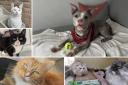 Can you help find a home for any of these Dorset RSPCA pets?