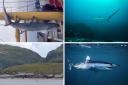A lot of sharks can be found in UK waters.