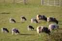 Spring lambs by Julie Joyce
