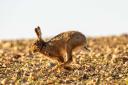 Deborah Heath shared this beautiful photo with the caption 'On a mission! I love watching them run past!'