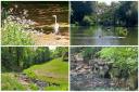 A mixture of images taken within Bierley Hall Woods