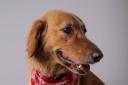 Amber the five-year-old Retriever