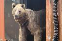 One of the bears stepping into their new home