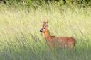 A roebuck
