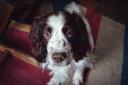 Rover tried Omni, the Dragons' Den vegan dog food - here's his review