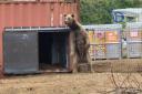 Bear brothers Benji and Balu are settling into their new sanctuary by the sea