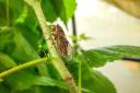 The last confirmed sightings of New Forest cicadas in the UK were back in the 1990s.
