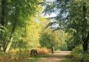 Ponies in the New Forest. Picture: Tripadvisor.