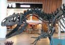 The skelton of a large dinosaur has gone on show at the Westquay shopping centre in Southampton.