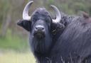 A water buffalo