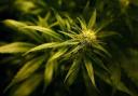 Man caught growing five cannabis plants among those sentenced at Southampton court