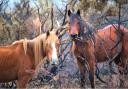 New Forest ponies. Picture: Trevor Stadd