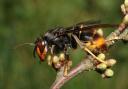 A generic photo of an Asian Hornet, also known as the yellow-legged hornet.