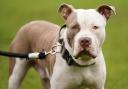 File picture of an XL Bully (Jacob King/PA)
