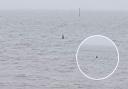 David Rogers captured these photos of what appears to be a shark fin in Southampton Water