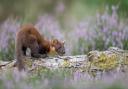 Forestry England has announced the successful return of the pine marten to all parts of the New