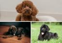 Tibetan Mastiffs, Newfoundland and Mastiffs top the list of most expensive dogs to own over its lifetime.