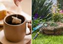 The tip of utilising used tea bags should be an inexpensive one for gardeners