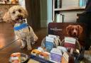 Cassie eyes up the range of drinks for dogs at The Four Horseshoes in Nursling