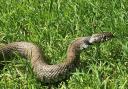 West Wellow grass snake