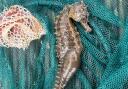 Family find 20cm seahorse whilst crab fishing
