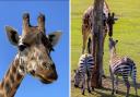 Makada the Giraffe