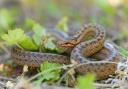 Discover the snake species you might find in your garden.