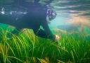 Seagrass seed being collected at Seaview, Isle of Wight