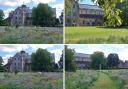 Romsey Abbey wildflower meadow