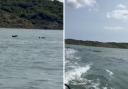 The video shows a playful pod of dolphins