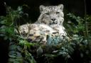 Marwell Zoo has reported the passing of Irina, one of their snow leopards