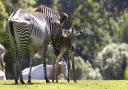 Marwell Zoo welcomed a newborn Grevy’s zebra foal