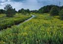 Japanese Knotweed Ltd has shared that invasive plants are increasingly becoming a common sight in most British landscapes