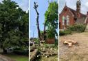 The chestnut tree outside Romsey library