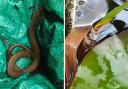 Grass snakes in a garden in Mansbridge