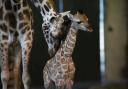 Rothschild's giraffe Ruby and her calf