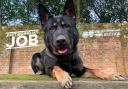 PD Blaze of Hants & TVP Police Dog Section.