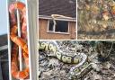 These snakes have been spotted across the South Coast