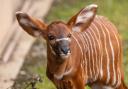 Marwell Zoo has celebrated the birth of an endangered mountain bongo calf