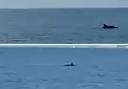 Dolphins were spotted swimming in the water at Barton-on-Sea beach