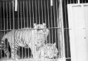 Animals at a circus in Southampton.