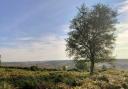 Sunny skies over the New Forest