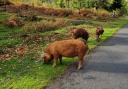 Hampshire and Isle of Wight Constabulary is warning motorists to be mindful of free-roaming animals in the New Forest as a result of the ritual.  